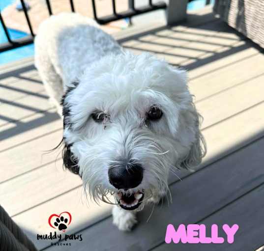 Photo of Melly (Courtesy Post)