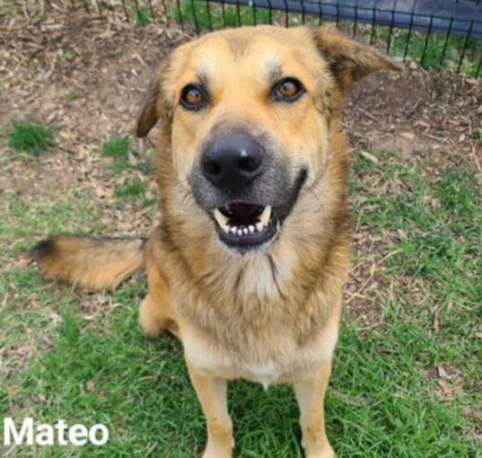 Photo of Mateo