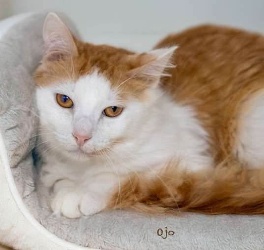 Photo of Ojo