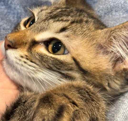 Photo of Toffee