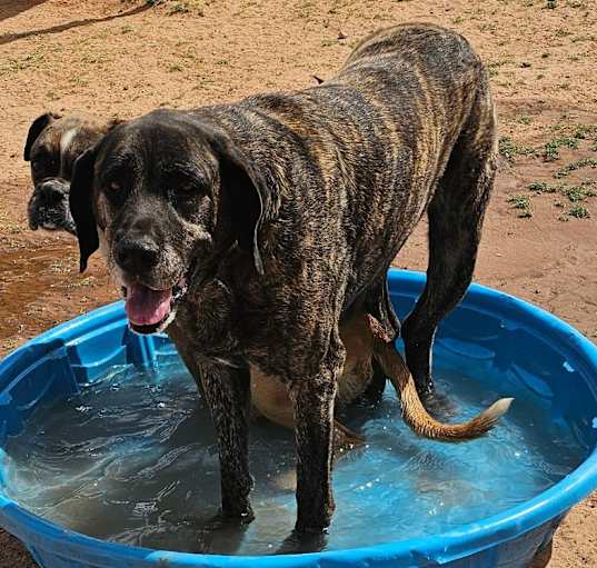 Photo of Dixie