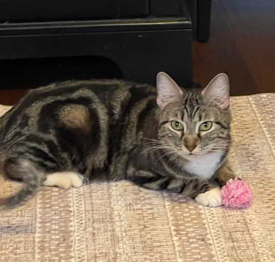 Photo of Misty