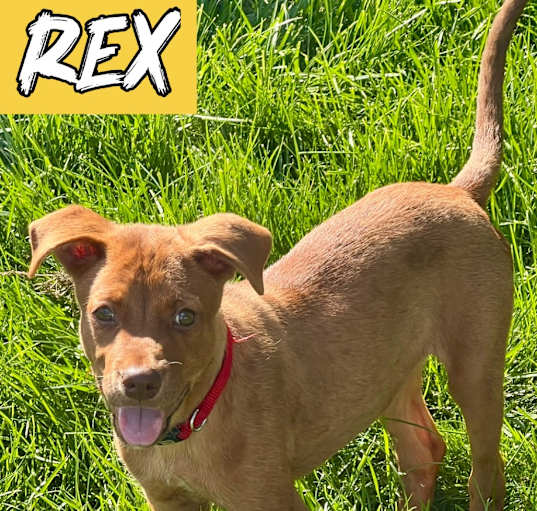 Photo of Rex