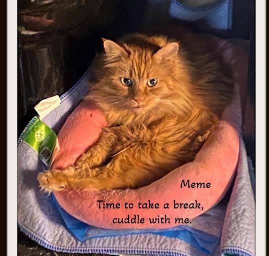 Photo of Meme -  I am very social.