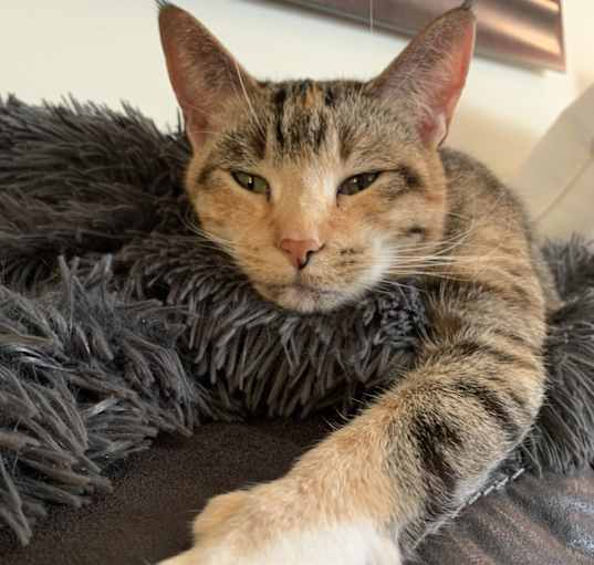 Photo of Melody