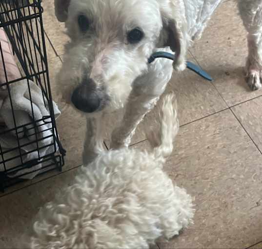 Photo of Buddy