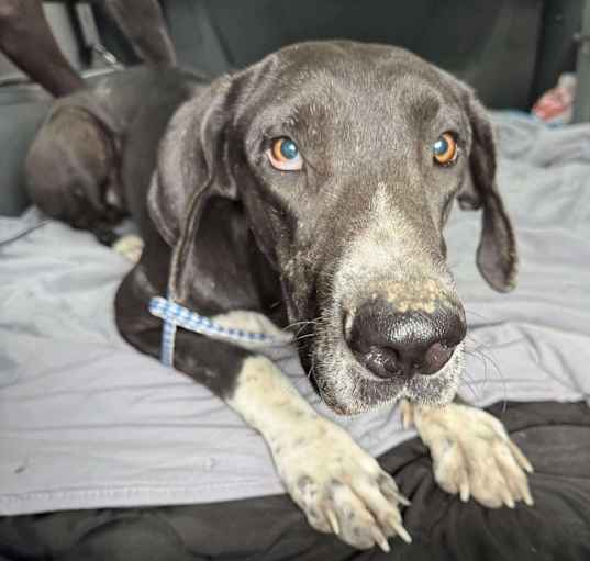 Photo of Shelby
