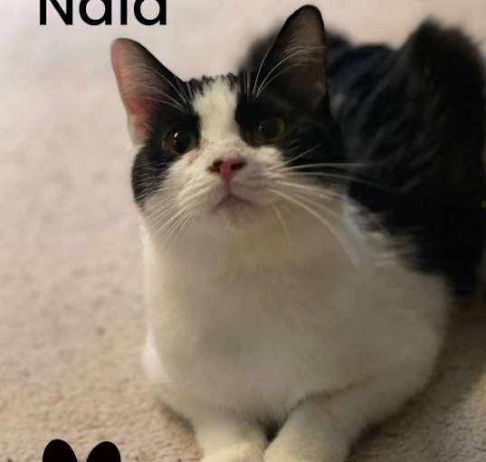 Photo of Nala