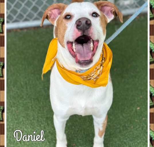 Photo of DANIEL (also see DAISY)
