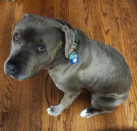 Photo of Daisy