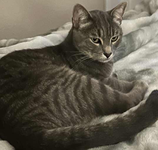 Photo of Socks