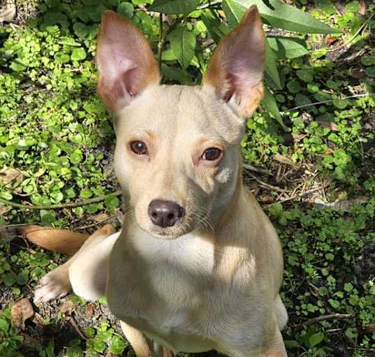 Photo of Chico