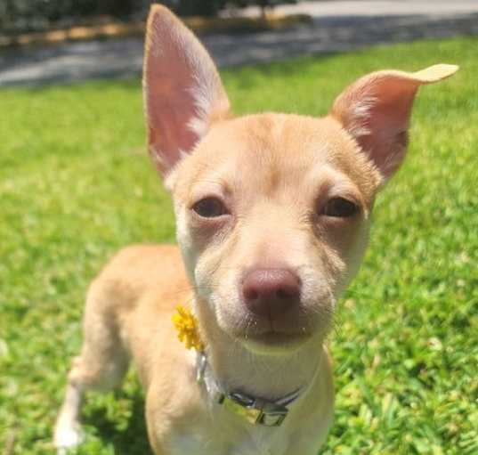 Photo of Painted Daisy