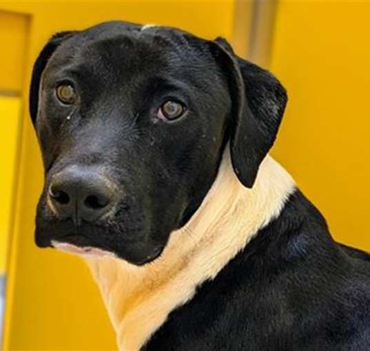 Photo of DUKE*