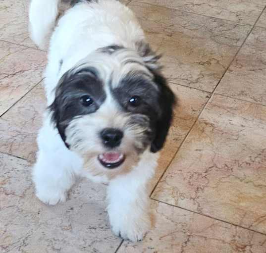 Photo of Zuri