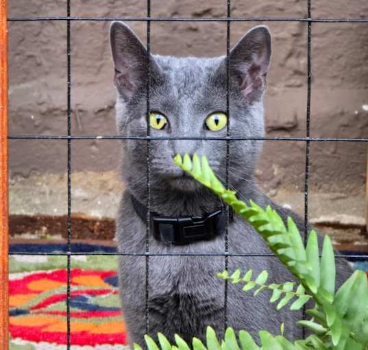 Photo of Lex