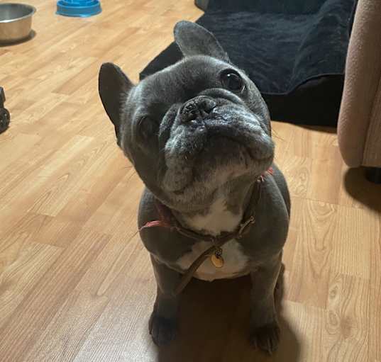 Photo of Bleu