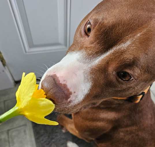 Photo of Millie - In Foster