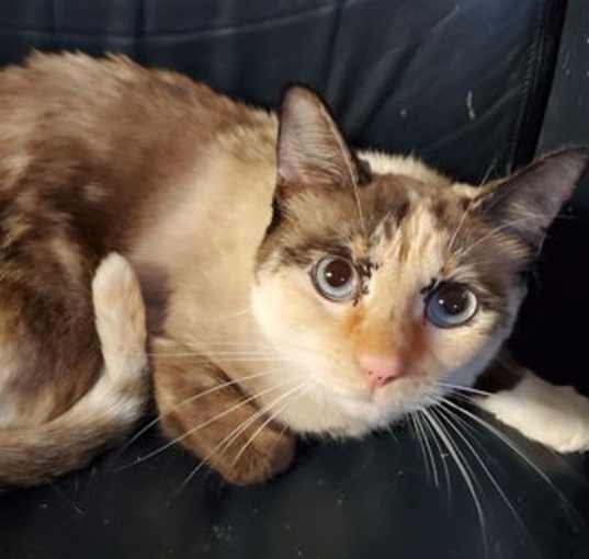 Photo of Celeste