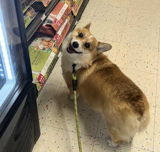 Photo of Archie
