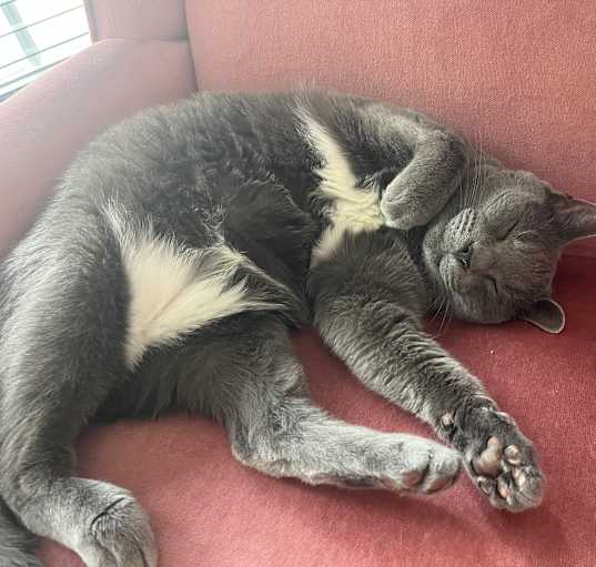 Photo of Oskar