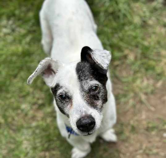 Photo of Bernie, a Jack Russell-Basset Hound mix