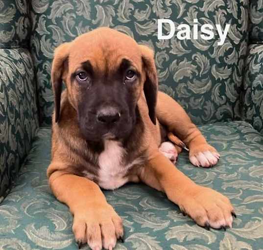 Photo of Daisy Ears
