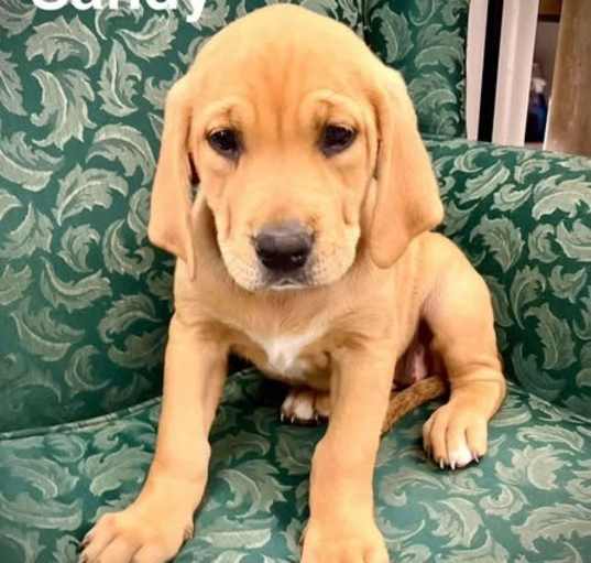 Photo of Sandy Hound