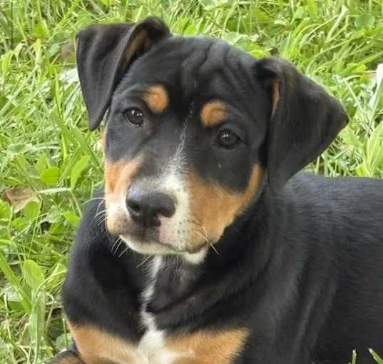 Photo of Choco