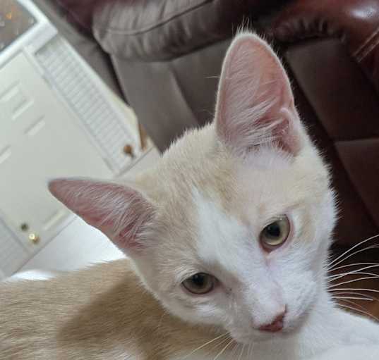 Photo of Toast