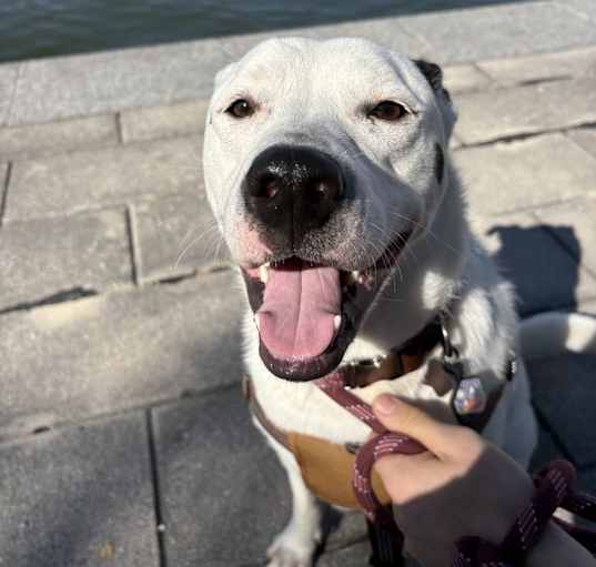 Photo of Luna