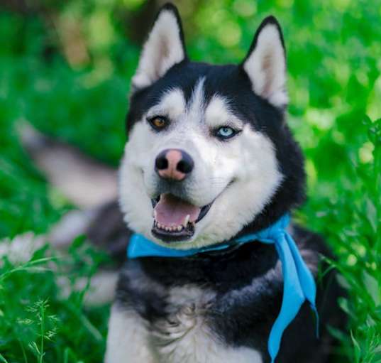 Photo of Koda