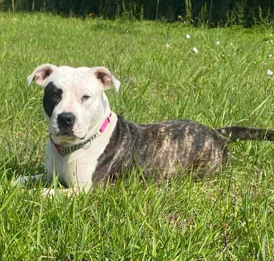 Photo of Patty the Pit Bull
