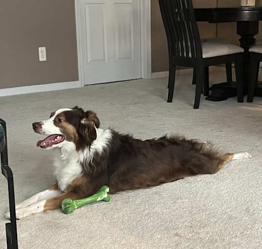 Photo of Cooper