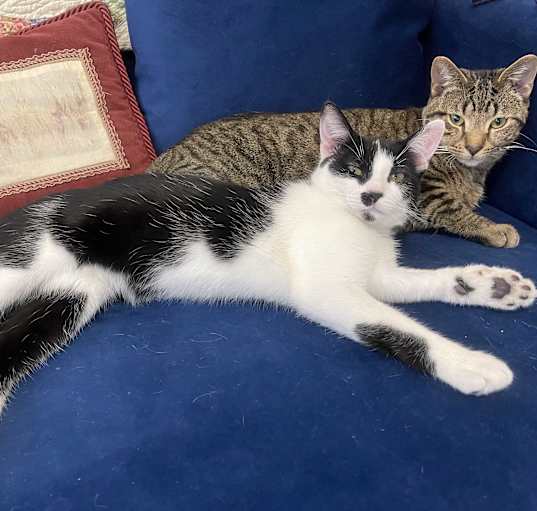 Photo of Baxter 'n Ross-Loving BFF
