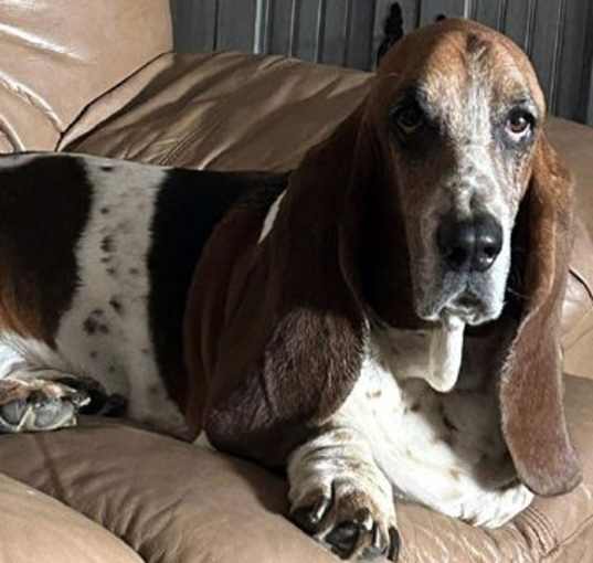 Photo of COOPER - ADOPTION PENDING!