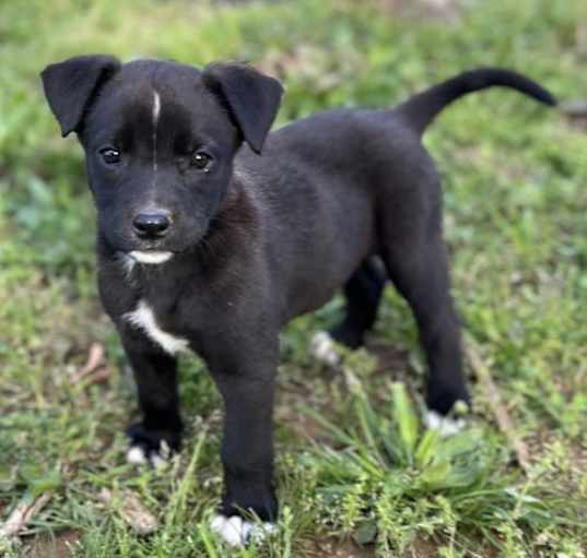 Photo of PUPPY DUMPLIN