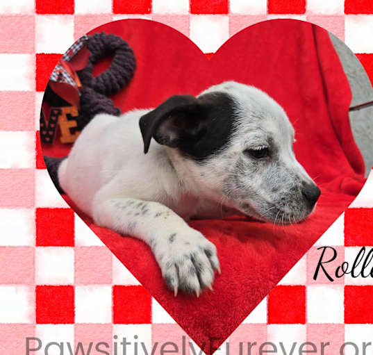 Photo of Roller