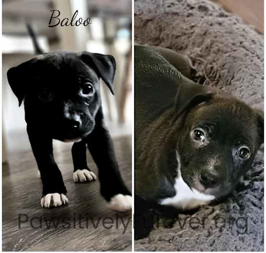 Photo of Baloo