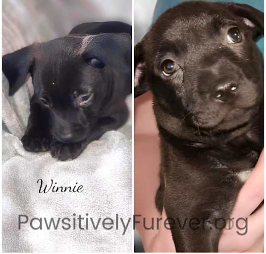 Photo of Winnie