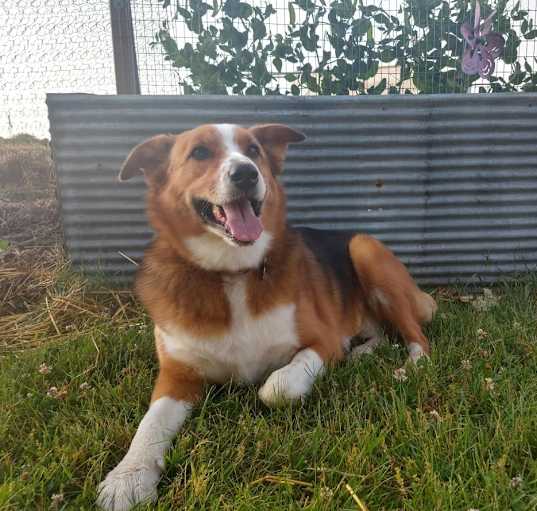 Photo of Hank