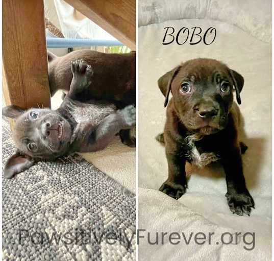 Photo of Bobo