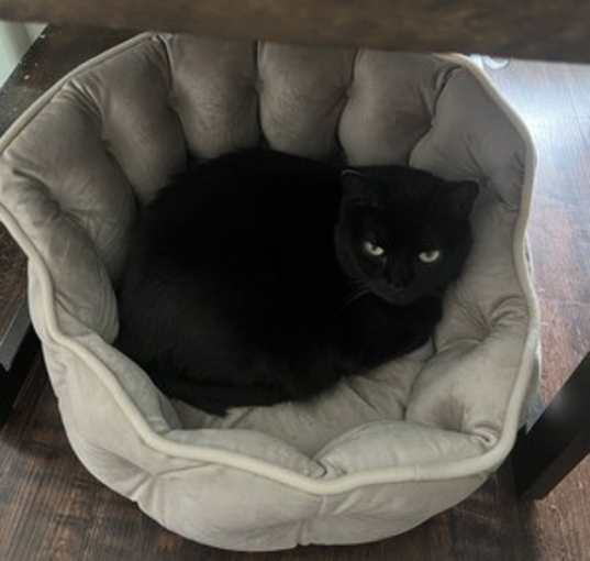 Photo of Onyx