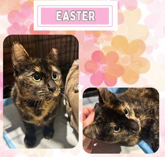 Photo of Easter - a gorgeous affectionate, chirping tortie!