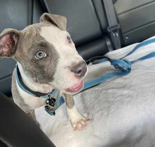 Photo of Blu