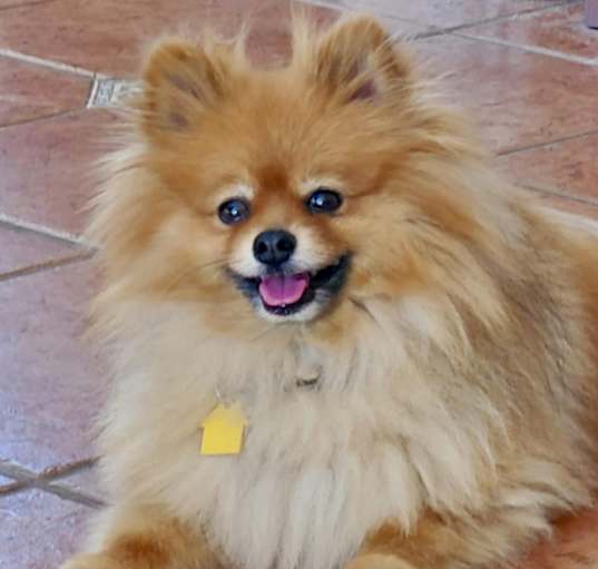 Photo of Mylo