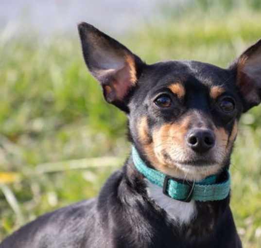 Photo of Rambler