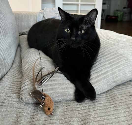 Photo of Salem