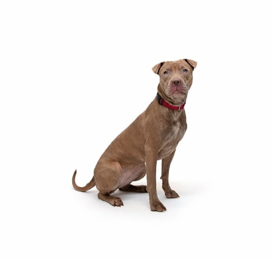 Photo of Honey
