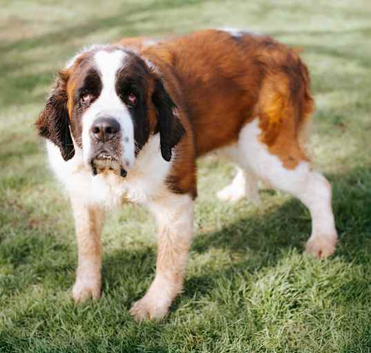 Photo of Abby